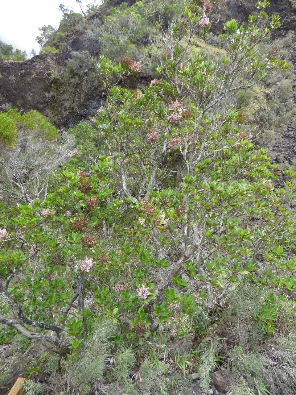 Nuxia verticillata 12