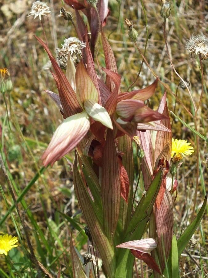 Serapiade vomeracea 19