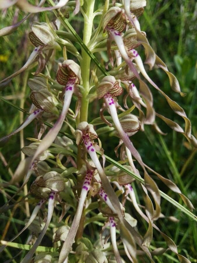 Barbone di capra 7