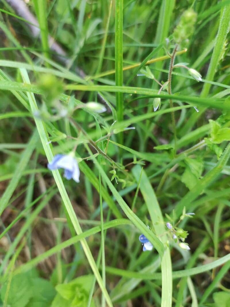Veronica filiforme 15