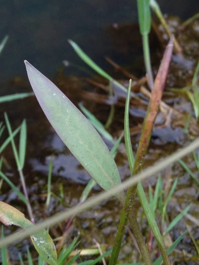 Alisma ranuncoloide 17