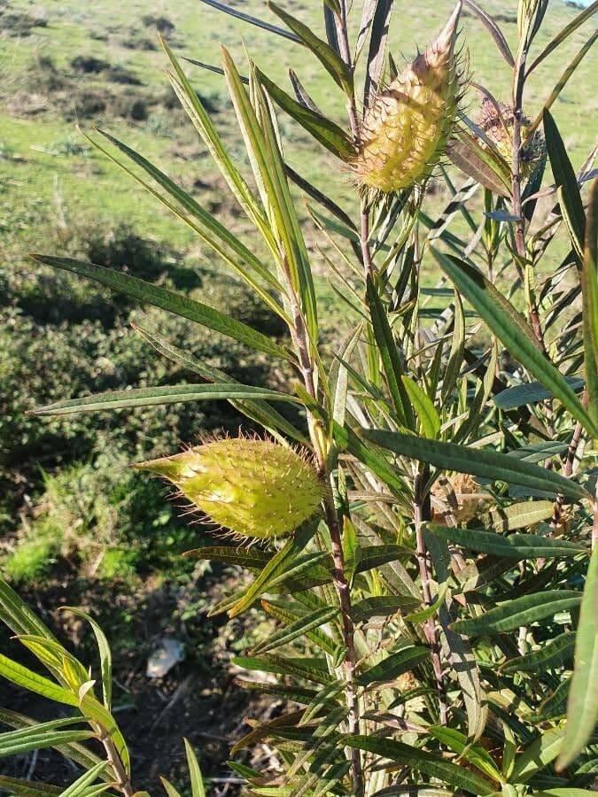 Gomphocarpus