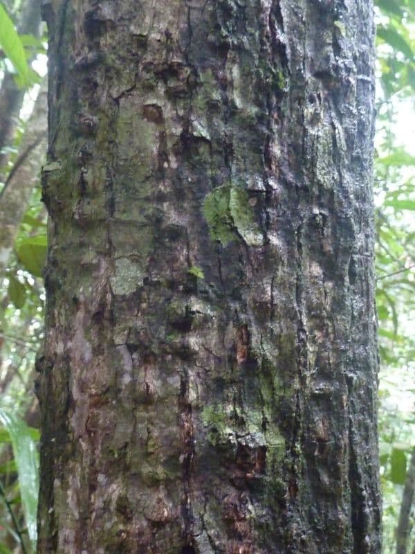 Pachira 4