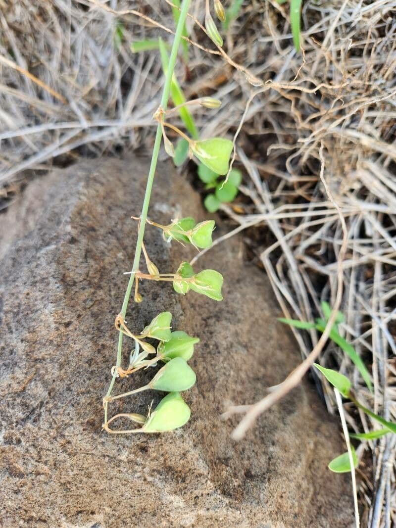 Trachyandra saltii 3