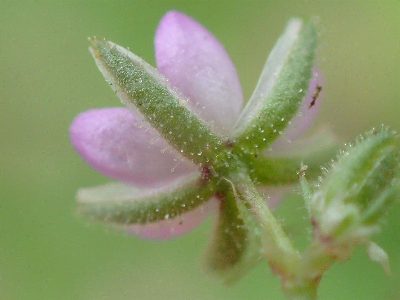 Spergularia comune 10
