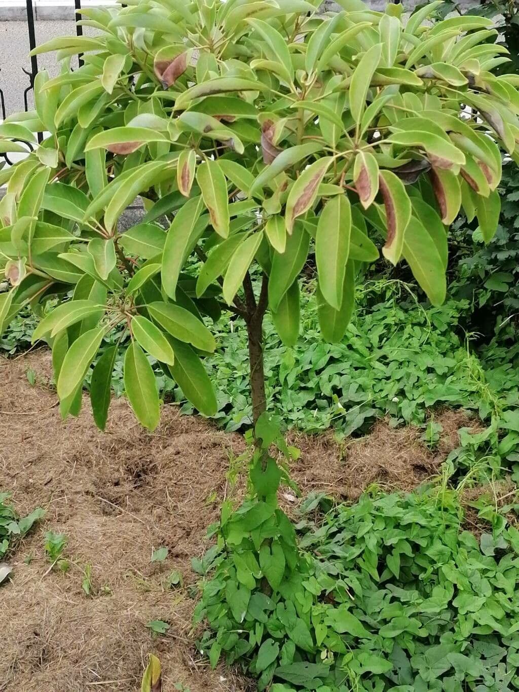 Sapodilla 12
