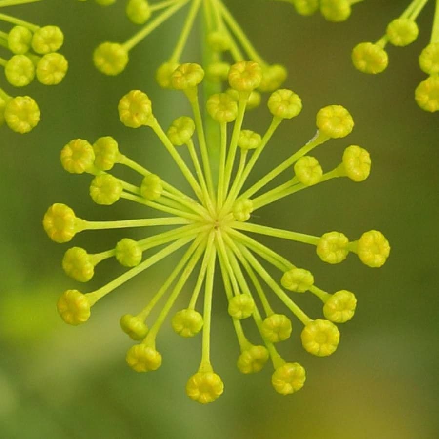 Dill 8