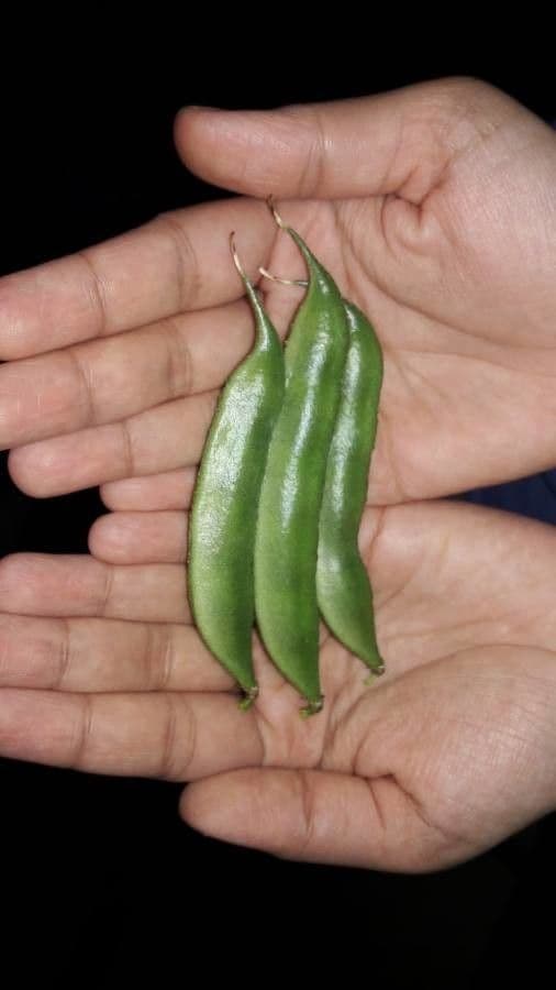 Fagiolo comune 4