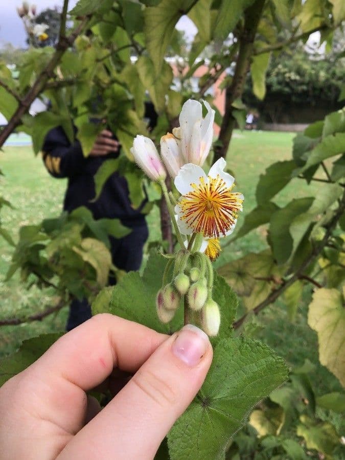 Sparmannia 4