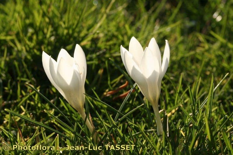 Goldkrokus 19