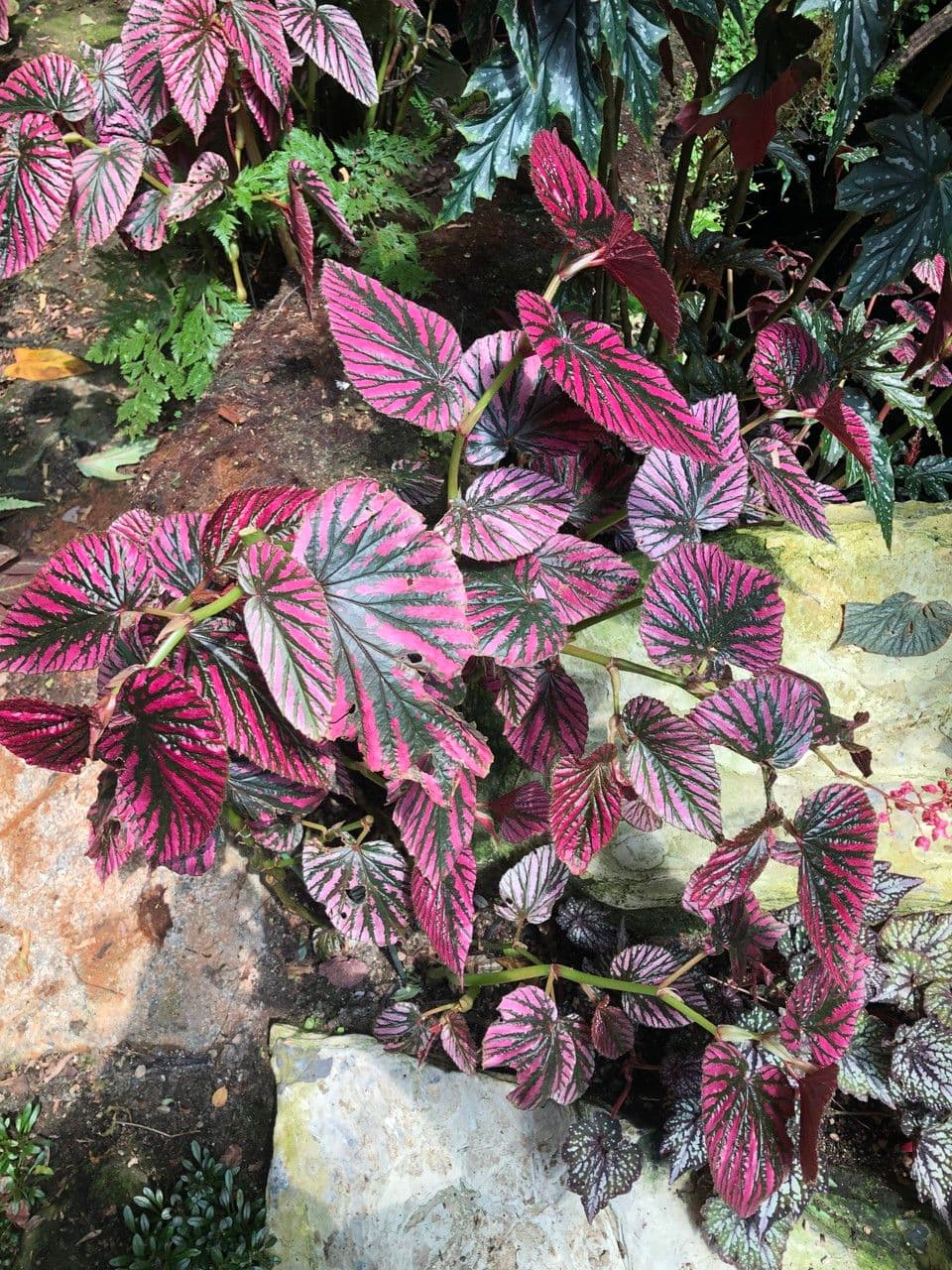 Begonia brevirimosa 10