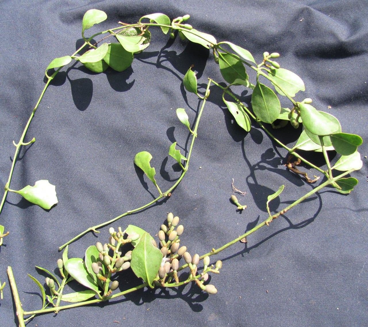 Struthanthus 3