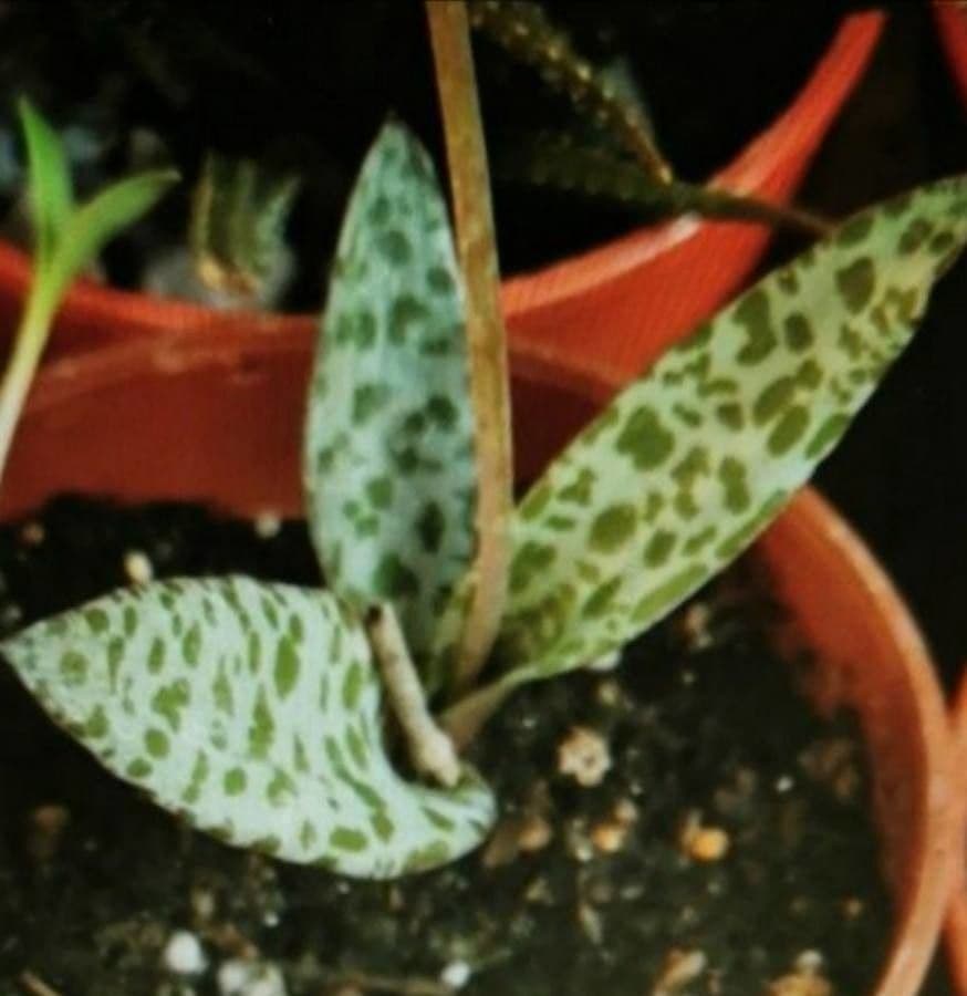 Ledebouria 19