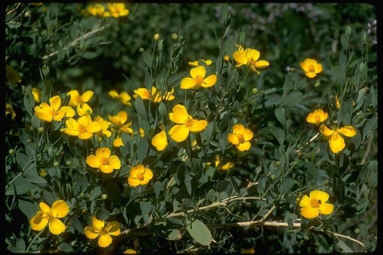 Dendromecon rigida 8