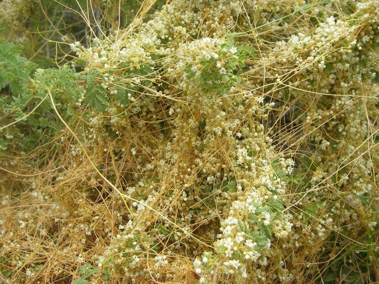 Cuscuta indecora 6