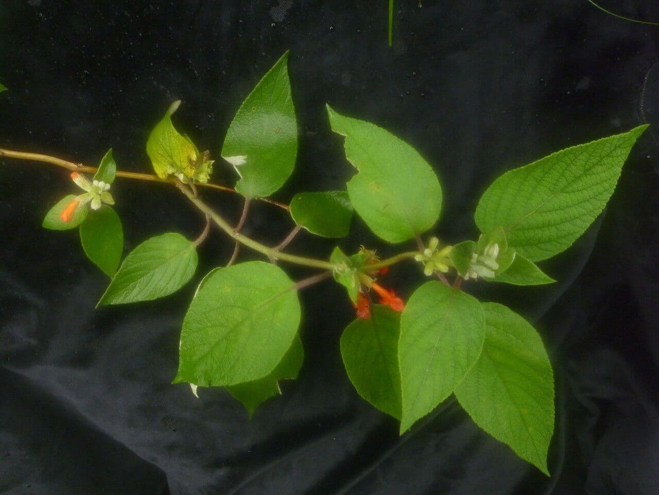 Colquhounia 8