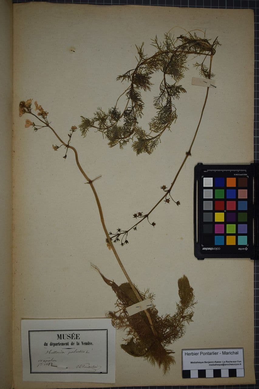 Erba scopina 23