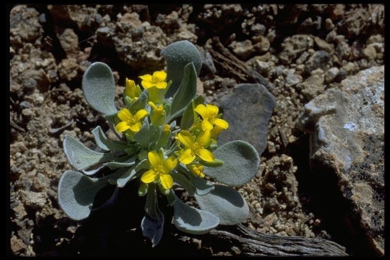 Physaria 11