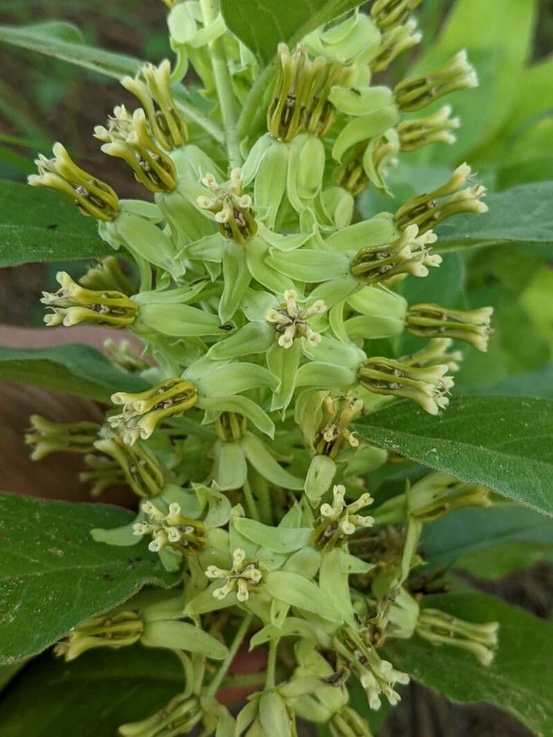 Asclepias viridis 8