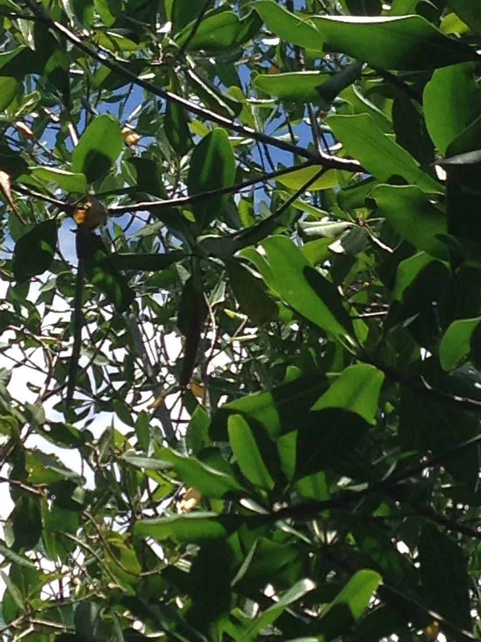 Mangrovia rossa 29