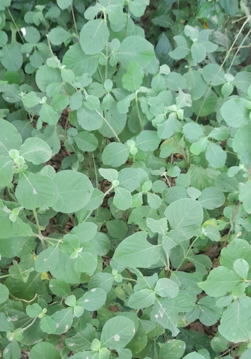 Achyranthes aspera 12