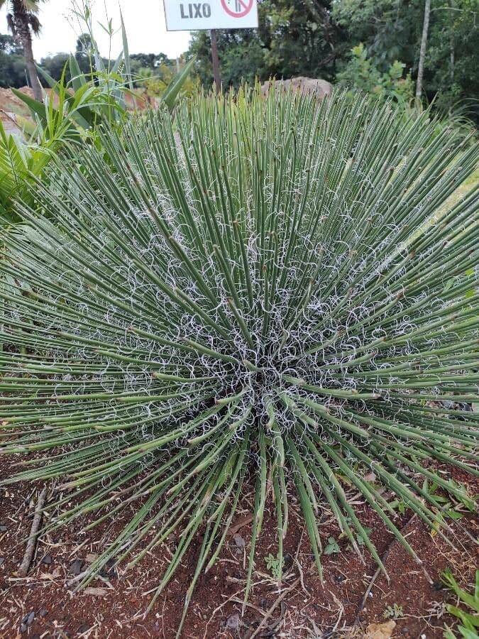 Schmalblättrige Yucca 12