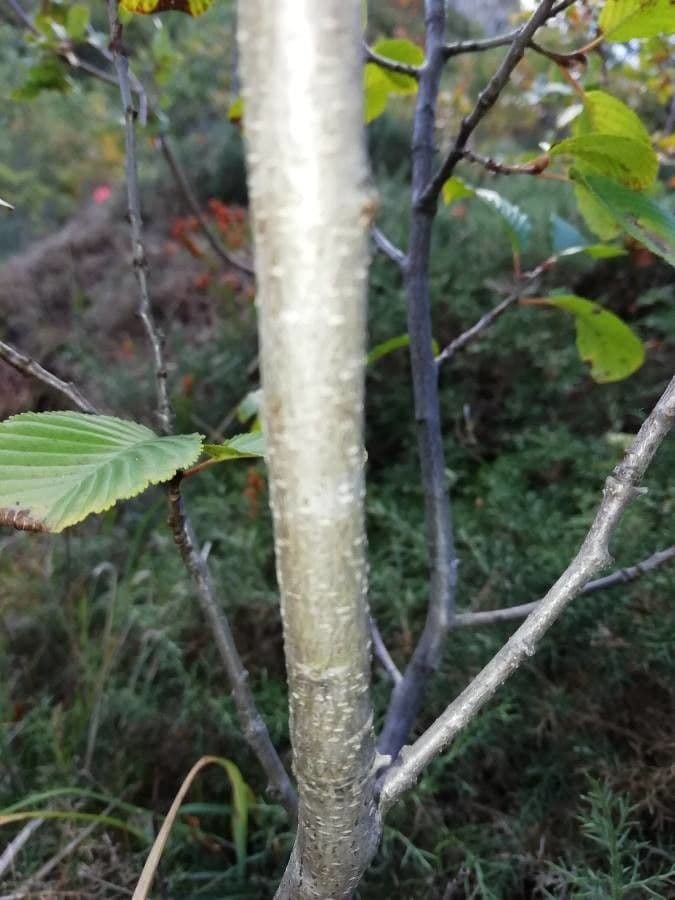 Řešetlák alpský 25