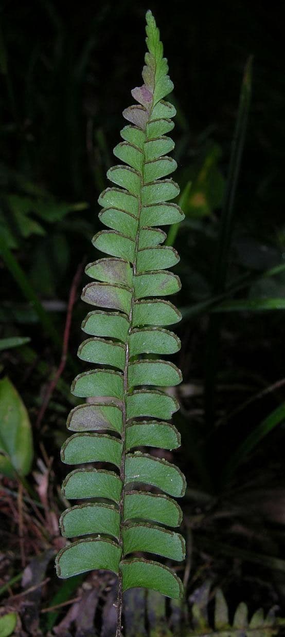 Lindsaea 3