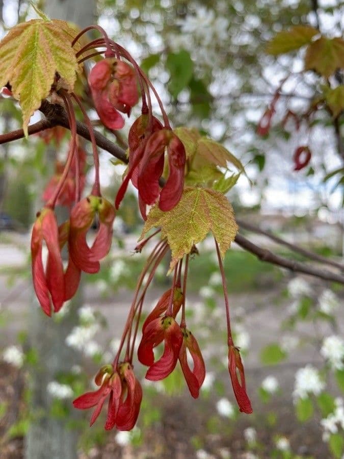 Érable rouge 2