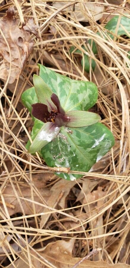 Trillium underwoodii 5