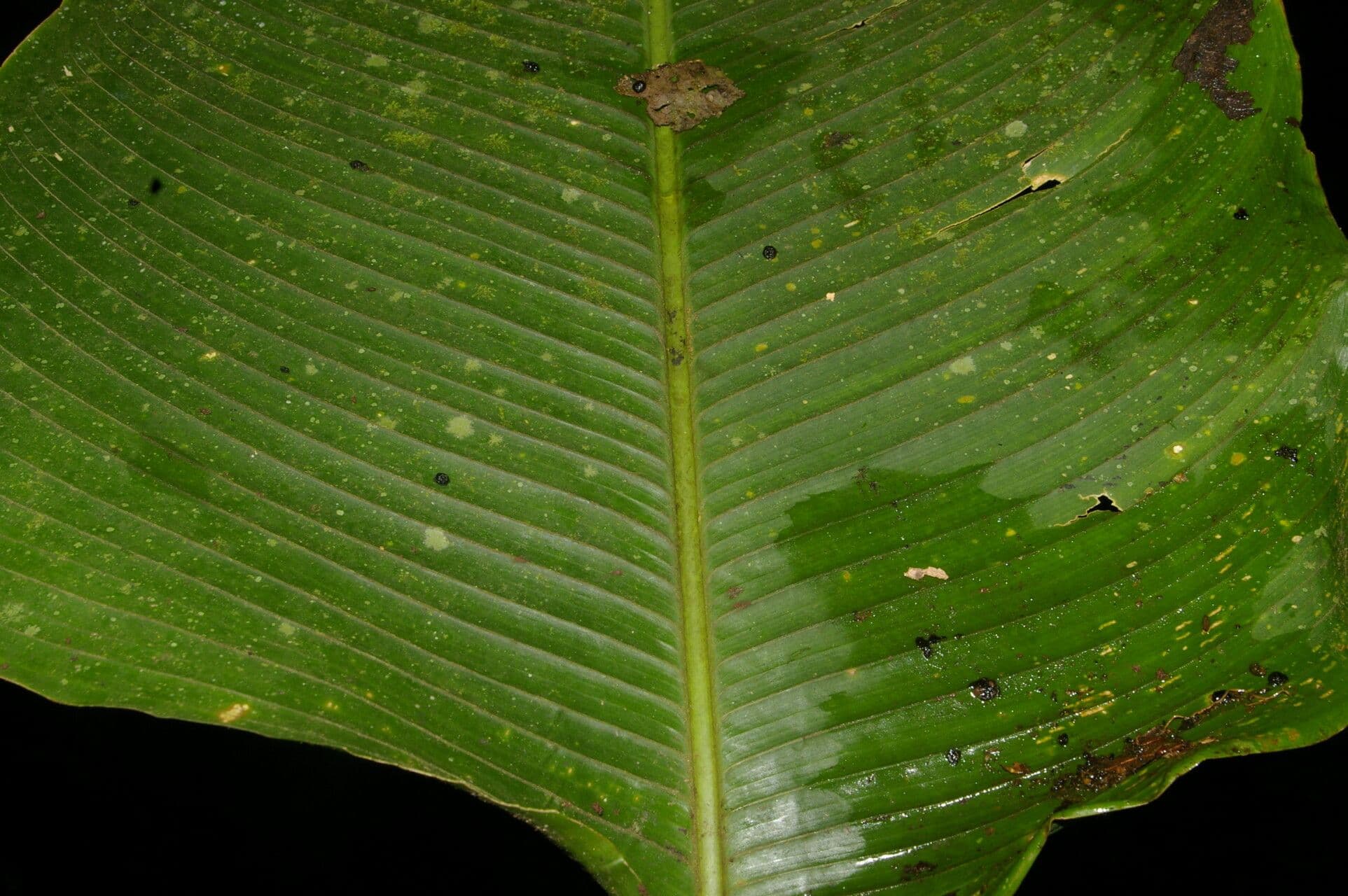 Calathea 7