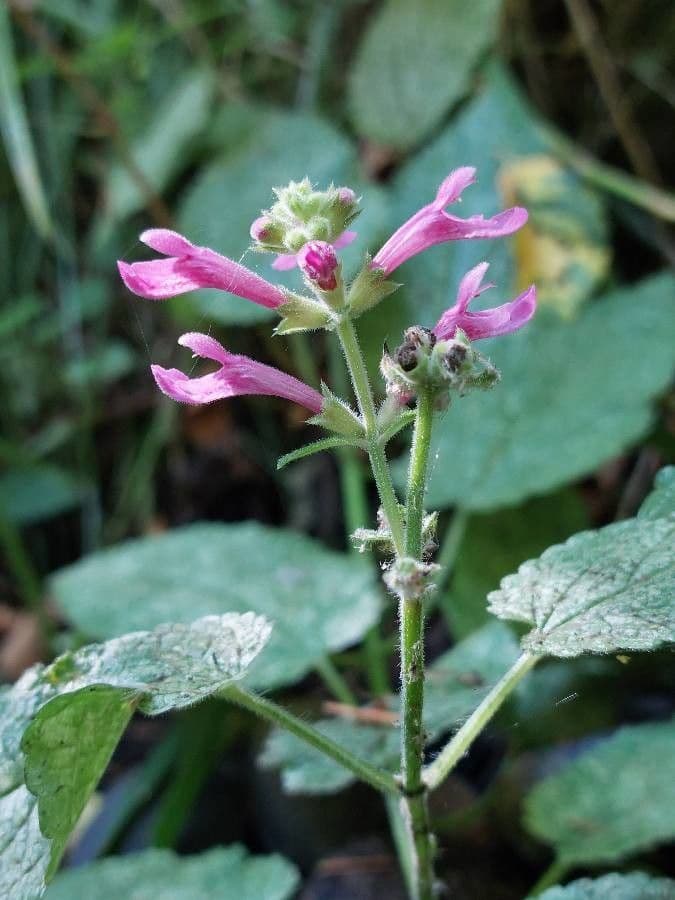 Stachys chamissonis 5