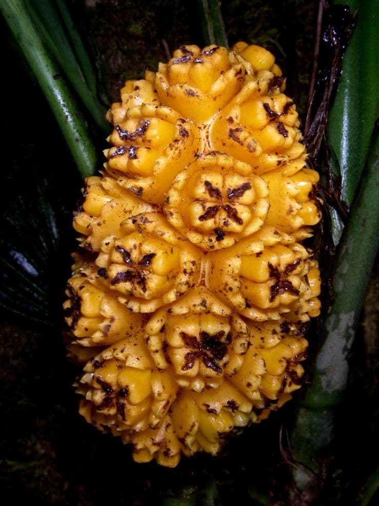 Asplundia 7