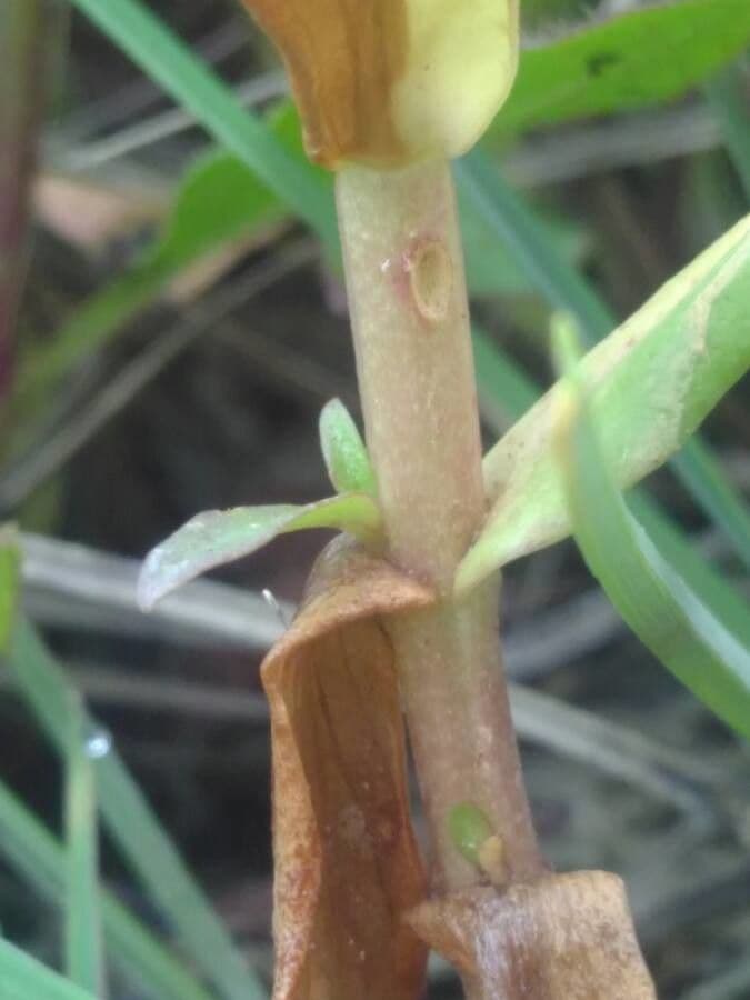 Graciola lekárska 18