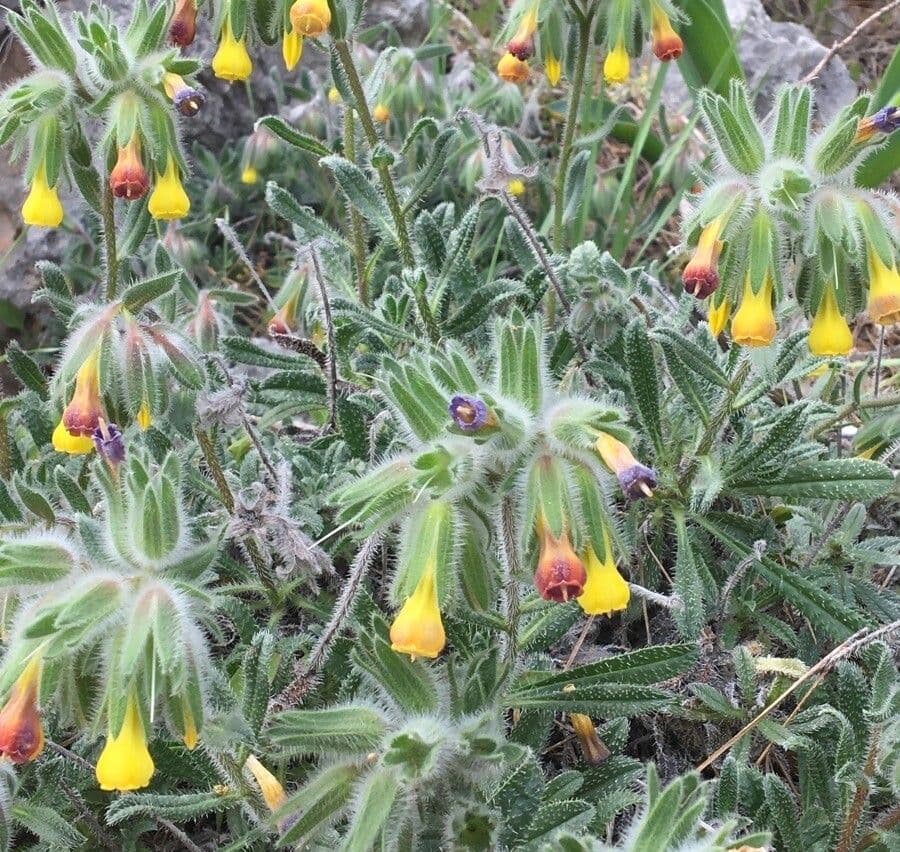 Goccia d'oro rocciosa 2