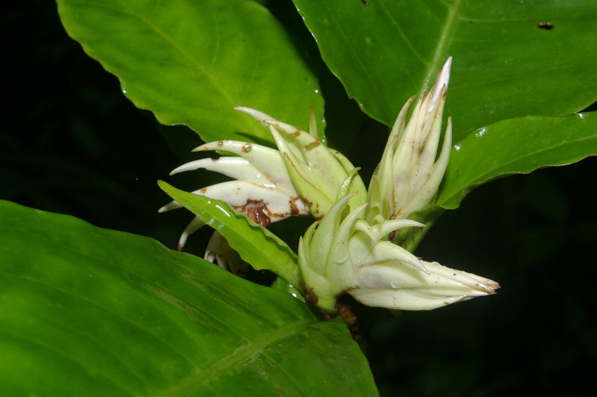 Aphelandra 3