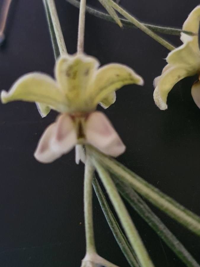 Gomphocarpus 6