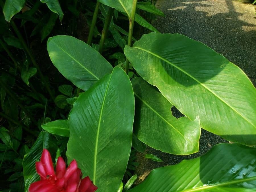 Zázvor purpurový 18