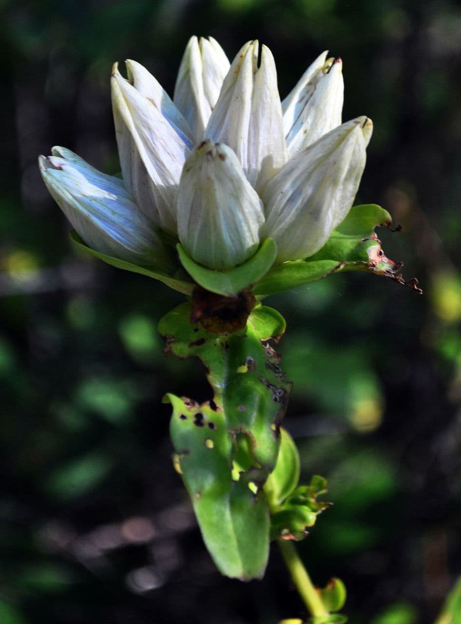 Genziana bianca 5