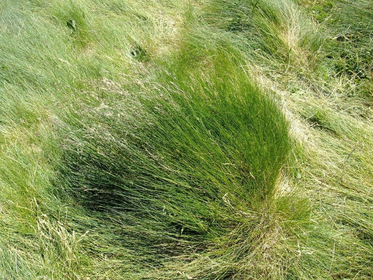 Festuca ovina 12