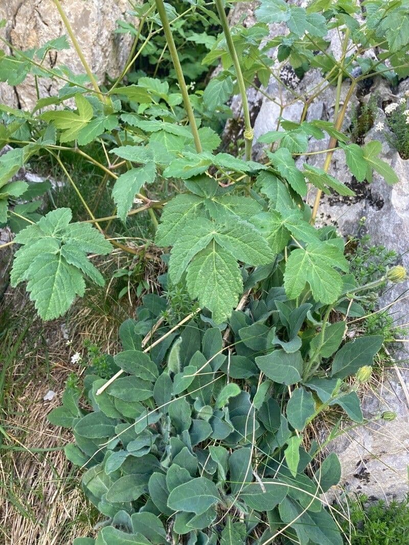 Thapsia Nestlerova 18