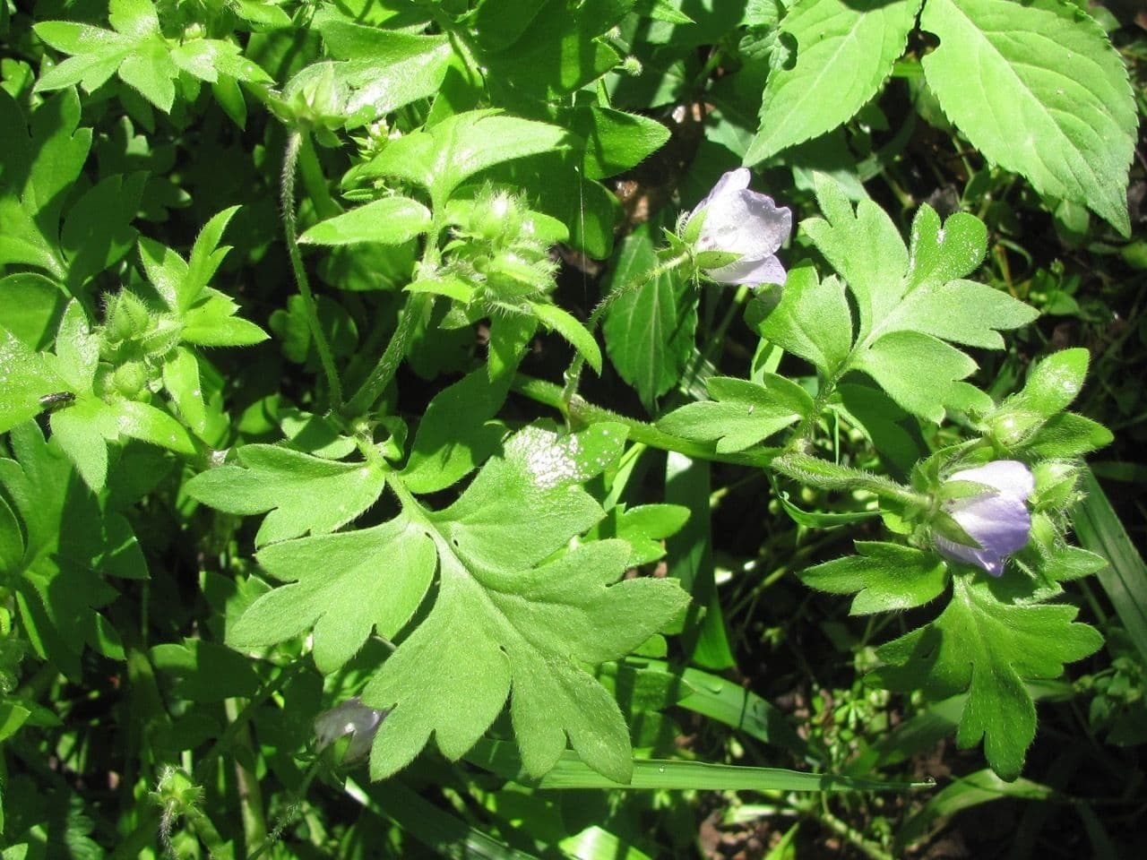 Nemophila 15