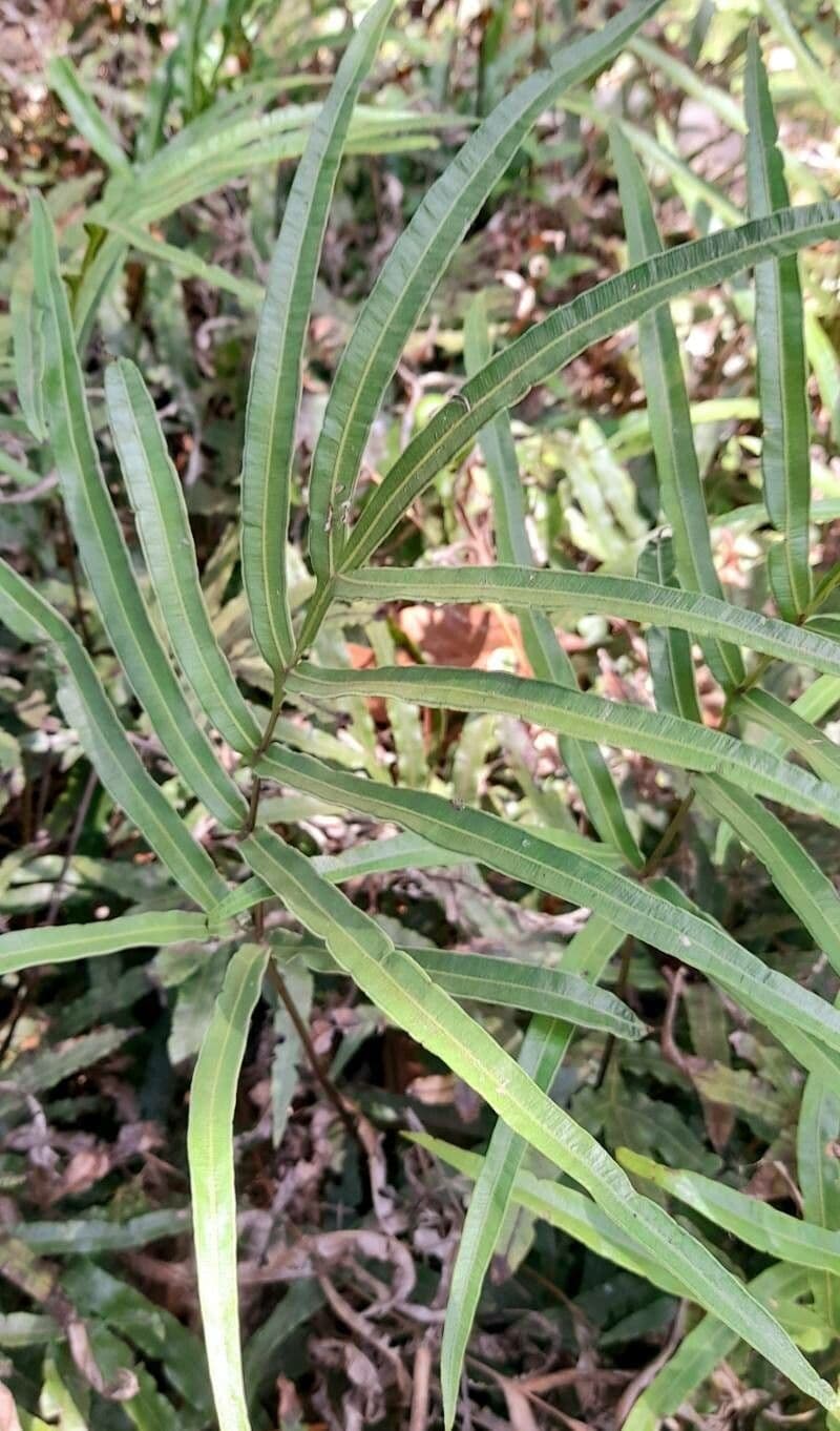 Pteris denticulata 2