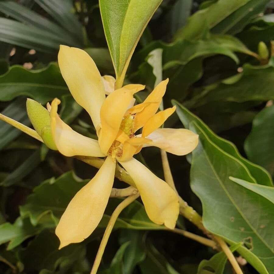 Magnolia champaca 10