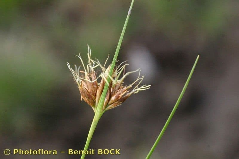 Rincoespora parda