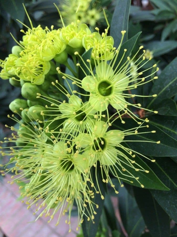 Xanthostemon pubescente 2