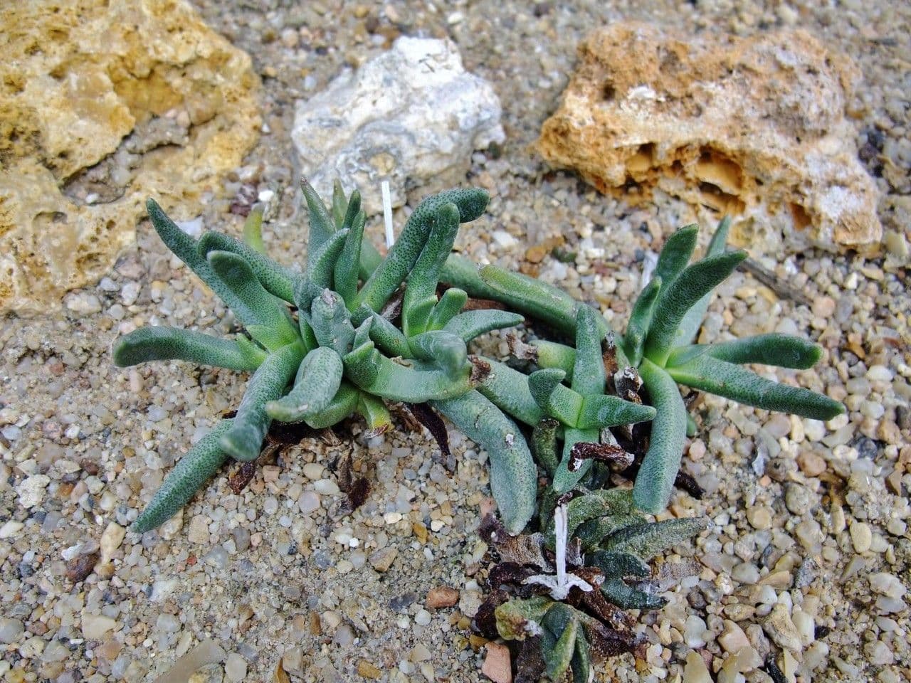 Bergeranthus 8