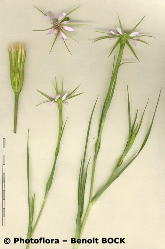 Geropogon hybridus 26