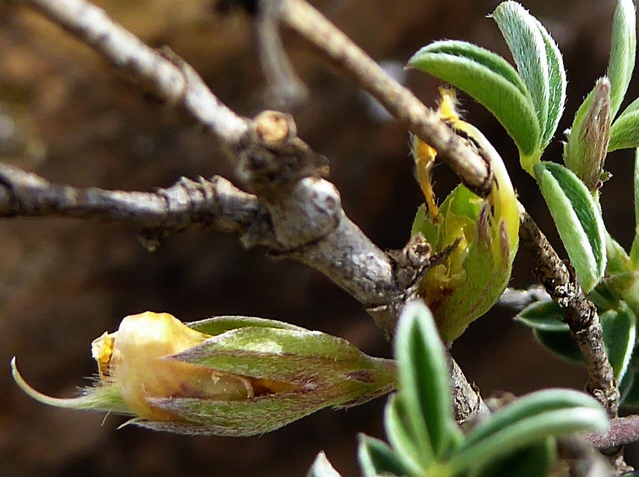 Citiso d'argento 25