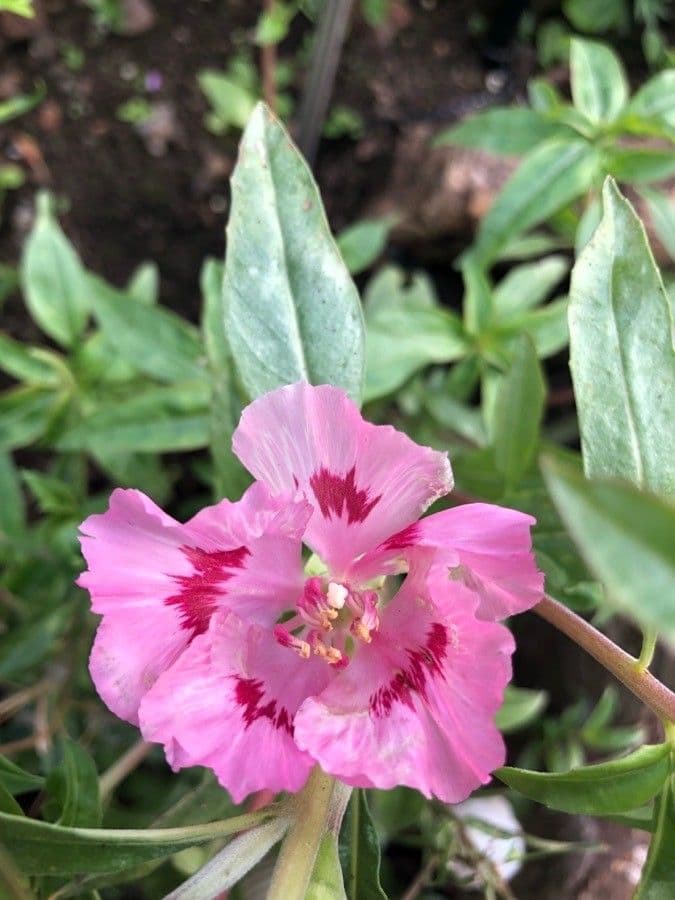 Clarkia amoena 7